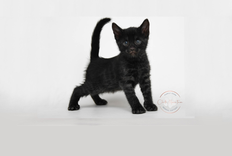 Bengal Kittens for sale near me